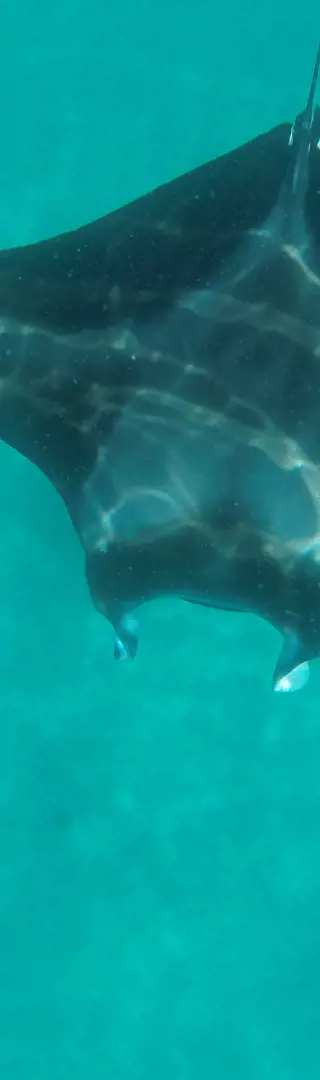 Mantas
